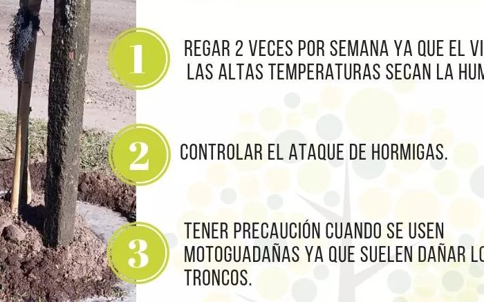 💡DATOS ÚTILES SOBRE LOS CUIDADOS DE ÁRBOLES RECIÉN PLANTADOS💡