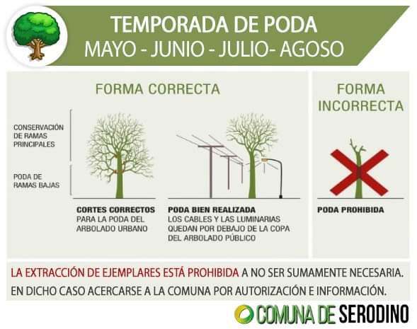 🌳TEMPORADA DE PODA🌳