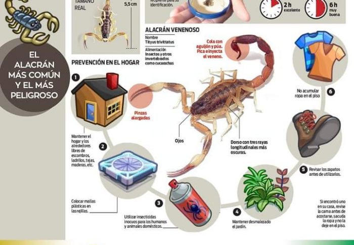 RECOMENDACIONES FRENTE A LA PRESENCIA DE ALACRANES